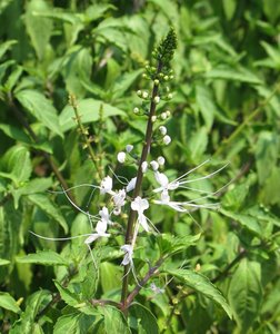 Filename=m_Suan_Luang_Unknown_Flower_4.JPG
Filesize=113KiB
Dimensions=673x800
Date added=Sep 20, 2019 m_Suan_Luang_Unknown_Flower_4.JPG