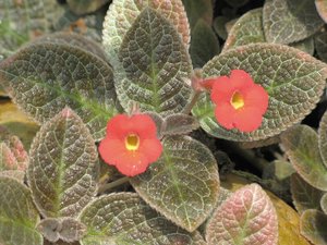 Filename=m_Suan_Luang_Unknown_Red_Flower.JPG
Filesize=130KiB
Dimensions=800x600
Date added=Sep 20, 2019 m_Suan_Luang_Unknown_Red_Flower.JPG