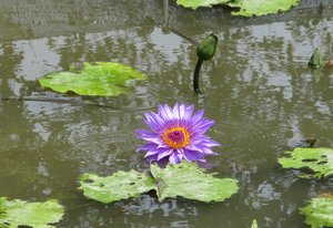 m_Suan_Luang_WaterLilly_1.JPG