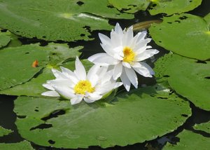 Filename=m_Suan_Luang_WaterLilly_3.JPG
Filesize=86KiB
Dimensions=800x573
Date added=Sep 20, 2019 m_Suan_Luang_WaterLilly_3.JPG