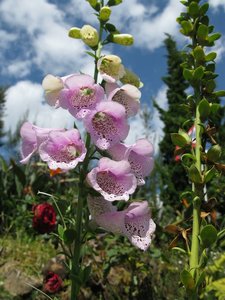 ChiangMai_2010_Flowers_1.jpg