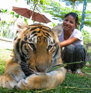 ChiangMai_2010_Tiger_Farm_Chiang_Mai_2.jpg