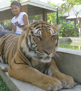 ChiangMai_2010_Tiger_Farm_Chiang_Mai_3.jpg