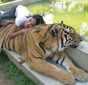 ChiangMai_2010_Tiger_Farm_Chiang_Mai_4.jpg