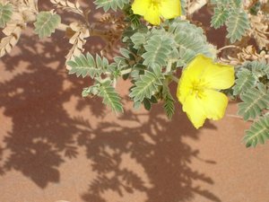 F_Oman_Desert_Flower_1.JPG