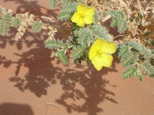 F_Oman_Desert_Flower_5.JPG