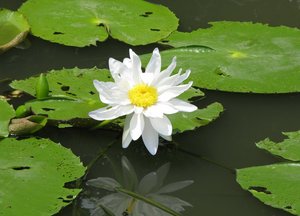 F_Suan_Luang_WaterLilly_2.JPG