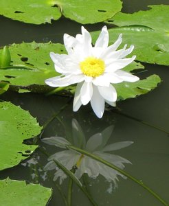 F_Suan_Luang_WaterLilly_4.JPG