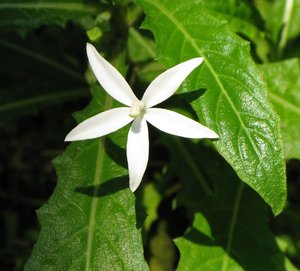 F_Suan_Luang_White_Unknown_Flower.JPG