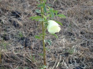Filename=F_Sudan_Flower1.JPG
Filesize=73KiB
Dimensions=640x480
Date added=Oct 15, 2019 F_Sudan_Flower1.JPG