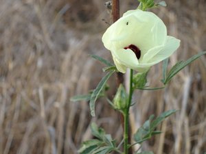 Filename=F_Sudan_Flower2.JPG
Filesize=41KiB
Dimensions=640x480
Date added=Oct 15, 2019 F_Sudan_Flower2.JPG