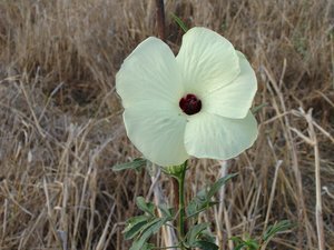 Filename=F_Sudan_Flower3.JPG
Filesize=61KiB
Dimensions=640x480
Date added=Oct 15, 2019 F_Sudan_Flower3.JPG