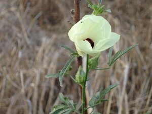 F_Sudan_Flower4.JPG