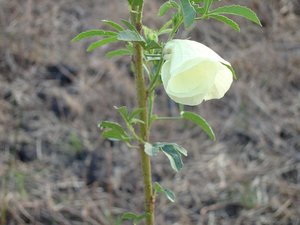 Filename=F_Sudan_Flower5.JPG
Filesize=49KiB
Dimensions=640x480
Date added=Oct 15, 2019 F_Sudan_Flower5.JPG