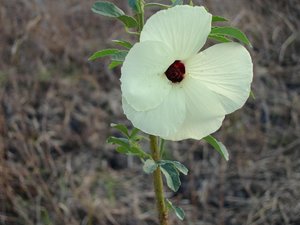 Filename=F_Sudan_Flower6.JPG
Filesize=47KiB
Dimensions=640x480
Date added=Oct 15, 2019 F_Sudan_Flower6.JPG