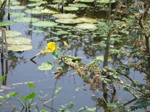Filename=F_Sudan_Swamp_flower.JPG
Filesize=85KiB
Dimensions=640x480
Date added=Oct 15, 2019 F_Sudan_Swamp_flower.JPG