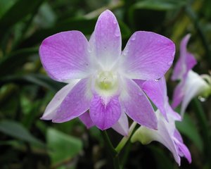 CM2007_m_Orchid02.jpg