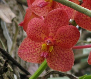 CM2007_m_Orchid05.jpg