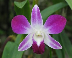 CM2007_m_Orchid06.jpg