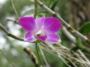 CM2007_m_Orchid09.jpg