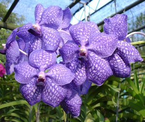 CM2007_m_Orchid100.jpg