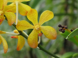 CM2007_m_Orchid11.jpg