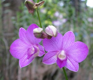 CM2007_m_Orchid15.jpg
