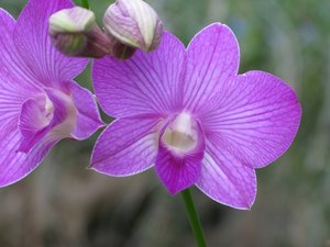 CM2007_m_Orchid17.jpg