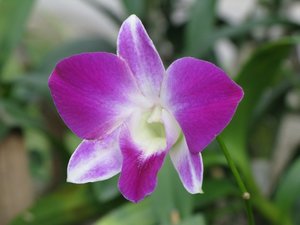 CM2007_m_Orchid18.jpg
