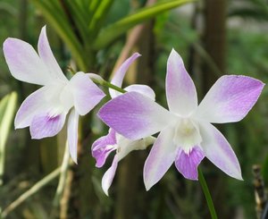 CM2007_m_Orchid25.jpg