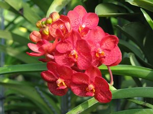 CM2007_m_Orchid47.jpg