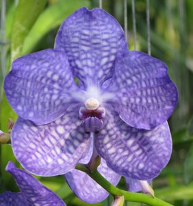 CM2007_m_Orchid48.jpg