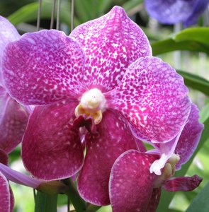 Filename=CM2007_m_Orchid49.jpg
Filesize=138KiB
Dimensions=788x800
Date added=Oct 15, 2019 CM2007_m_Orchid49.jpg