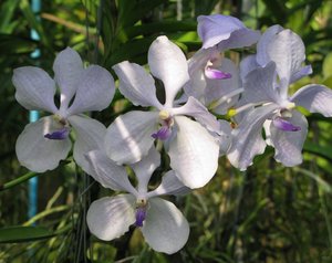 Filename=CM2007_m_Orchid50.jpg
Filesize=84KiB
Dimensions=800x636
Date added=Oct 15, 2019 CM2007_m_Orchid50.jpg