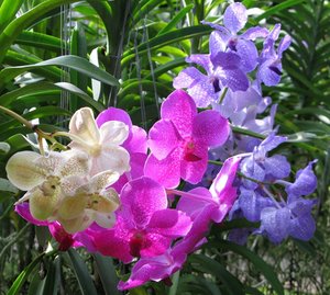 Filename=CM2007_m_Orchid52.jpg
Filesize=140KiB
Dimensions=800x719
Date added=Oct 15, 2019 CM2007_m_Orchid52.jpg