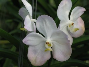 Filename=CM2007_m_Orchid56.jpg
Filesize=48KiB
Dimensions=800x600
Date added=Oct 15, 2019 CM2007_m_Orchid56.jpg