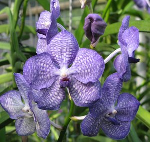 Filename=CM2007_m_Orchid58.jpg
Filesize=113KiB
Dimensions=800x758
Date added=Oct 15, 2019 CM2007_m_Orchid58.jpg