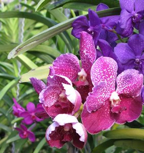 Filename=CM2007_m_Orchid60.jpg
Filesize=138KiB
Dimensions=753x800
Date added=Oct 15, 2019 CM2007_m_Orchid60.jpg