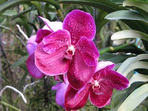 Filename=CM2007_m_Orchid63.jpg
Filesize=106KiB
Dimensions=800x600
Date added=Oct 15, 2019 CM2007_m_Orchid63.jpg