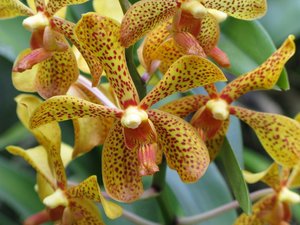 CM2007_m_Orchid71.jpg