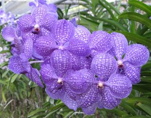 CM2007_m_Orchid76.jpg