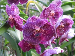 Filename=CM2007_m_Orchid79.jpg
Filesize=134KiB
Dimensions=800x600
Date added=Oct 15, 2019 CM2007_m_Orchid79.jpg