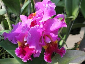 Filename=CM2007_m_Orchid82.jpg
Filesize=93KiB
Dimensions=800x600
Date added=Oct 15, 2019 CM2007_m_Orchid82.jpg