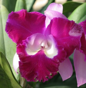 Filename=CM2007_m_Orchid83.jpg
Filesize=92KiB
Dimensions=787x800
Date added=Oct 15, 2019 CM2007_m_Orchid83.jpg