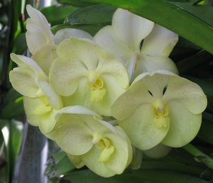 Filename=CM2007_m_Orchid85.jpg
Filesize=70KiB
Dimensions=800x689
Date added=Oct 15, 2019 CM2007_m_Orchid85.jpg