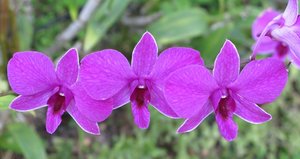 Filename=CM2007_m_Orchid88.jpg
Filesize=60KiB
Dimensions=800x426
Date added=Oct 15, 2019 CM2007_m_Orchid88.jpg