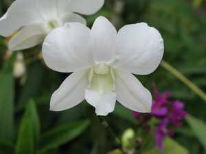Filename=CM2007_m_Orchid93.jpg
Filesize=42KiB
Dimensions=800x600
Date added=Oct 15, 2019 CM2007_m_Orchid93.jpg