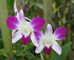 Filename=CM2007_m_Orchid95.jpg
Filesize=68KiB
Dimensions=800x653
Date added=Oct 15, 2019 CM2007_m_Orchid95.jpg