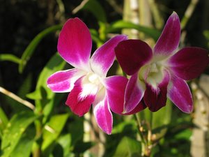 Filename=CM2007_m_Orchid99.jpg
Filesize=70KiB
Dimensions=800x600
Date added=Oct 15, 2019 CM2007_m_Orchid99.jpg