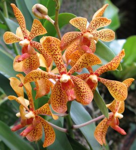 CM2007_m_Orchid_9.jpg